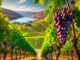 Pinot Noir in Kelowna, British Columbia: Elegance from the Okanagan Valley