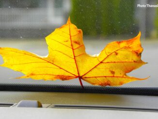 British Columbia's Plane Trees A Lyrical Autumn Walk - Photo By Thanasis Bounas