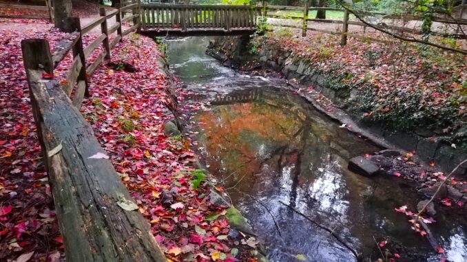 Renfrew Park – A Community Oasis in Vancouver - Photo By Thanasis Bounas