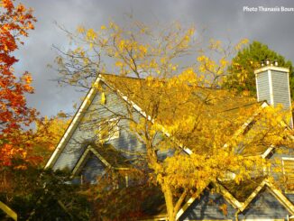 Under the Golden Canopy Vancouver's Plane Trees - Photo Thanasis Bounas
